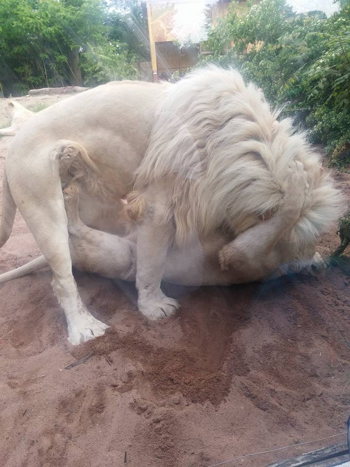 lion-amneville-2