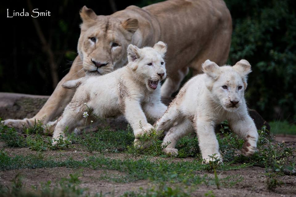 lion-blanc-zoo-amnéville