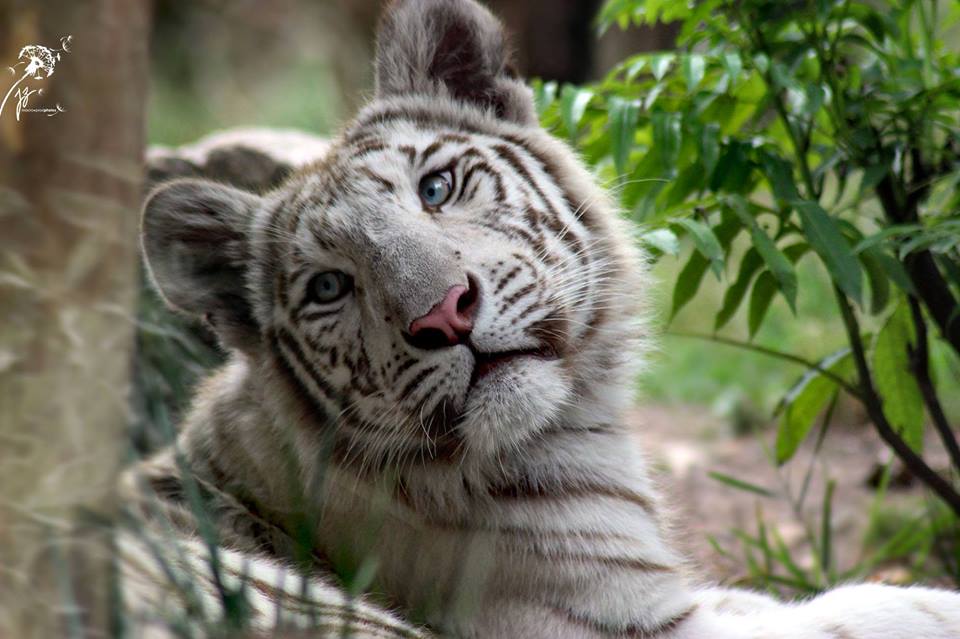 tigre-blanc-zoo-amnéville