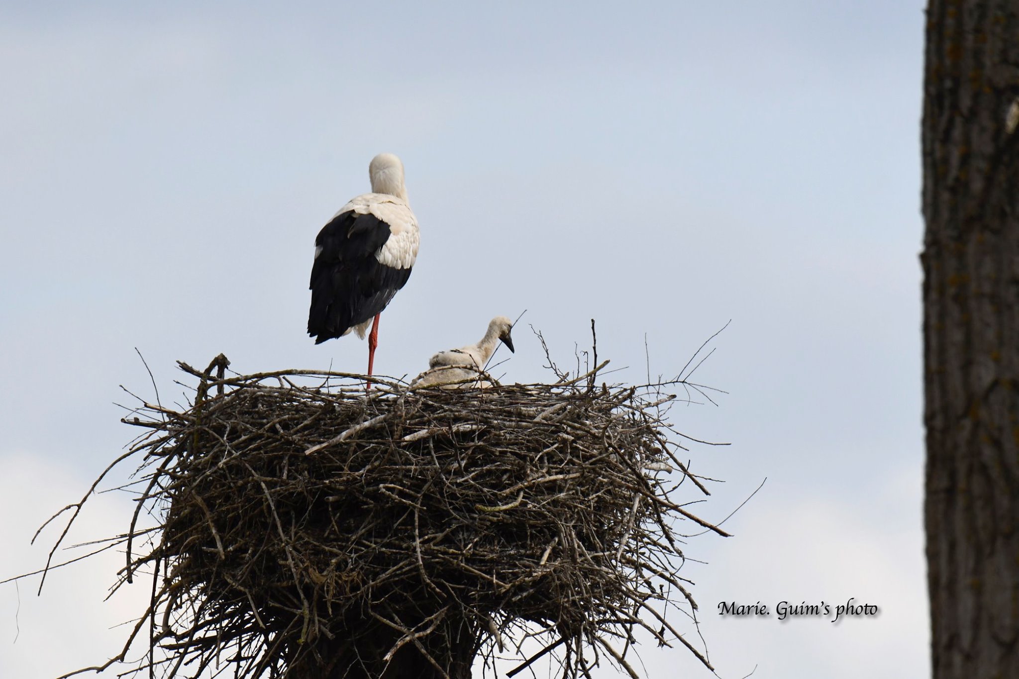 cigogne-garche-lorraine