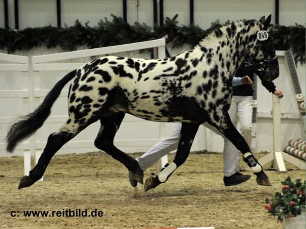 chevaux-rares-10-races-page-fb