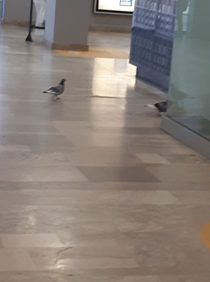gare-thionville-greve-retraite-TER-pigeon
