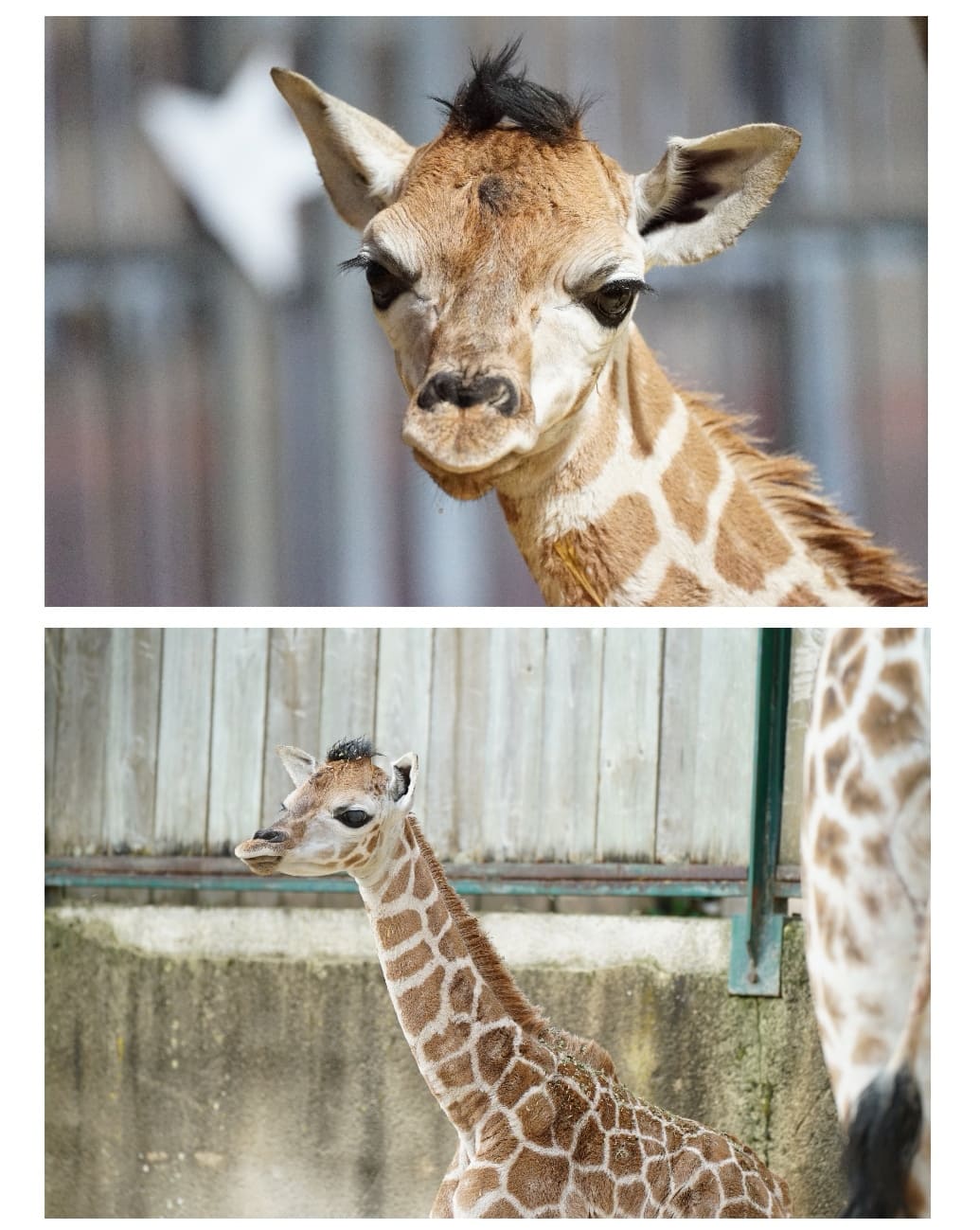 bebe-girafon-zoo-amneville