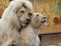 Un amour de lion au zoo d’Amnéville