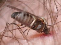 Des inflammations douloureuses à cause d’une petite mouche mystérieuse en Lorraine