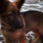la Russie va offrir ce petit chien Ã  la France en hommage Ã  Diesel, disparu lors de l’assaut Ã  Saint-Denis