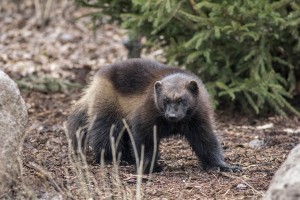 Gloutons-Parc-Animalier-de-Ste-Croix-le-lorrain