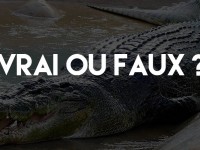 Un crocodile en Lorraine ?