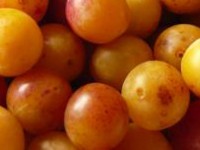 La cueillette des mirabelles de Lorraine commence aujourd’hui : fruitées et juteuses!