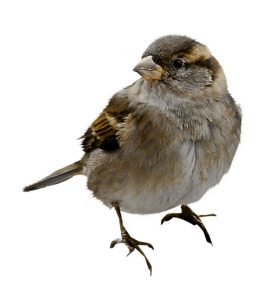 moineau