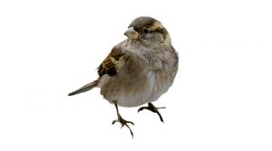 moineau-spatz