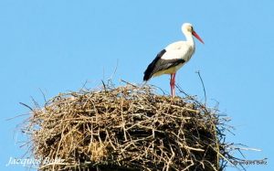 cigogne à Sarrebourg