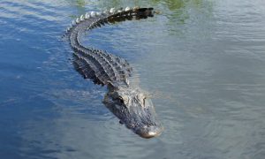 crocodile-lorrain-fake-epinal
