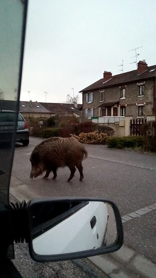 sanglier-ville-meuse