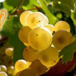 Trois vins alsaciens élus meilleurs vins blancs du monde