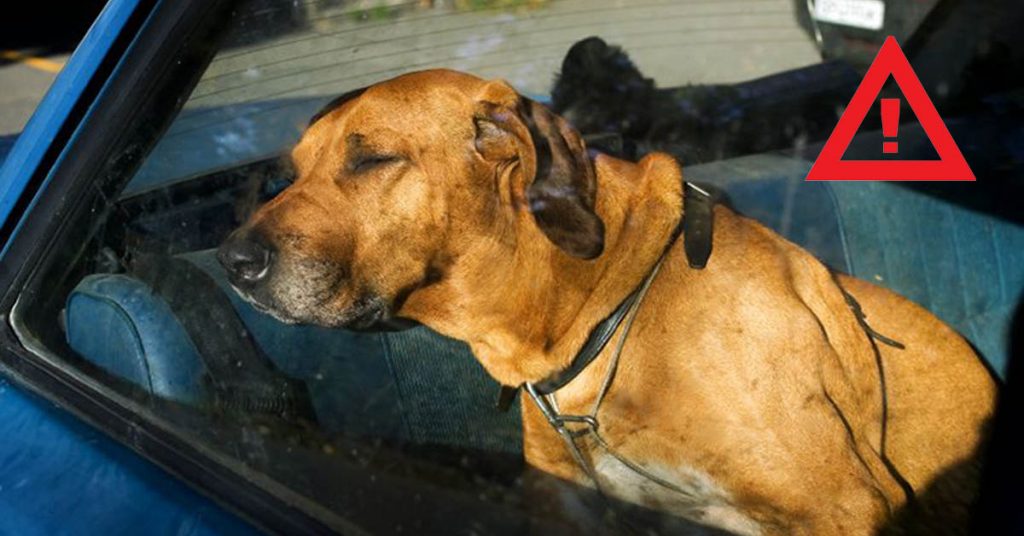canicule-chien-voiture