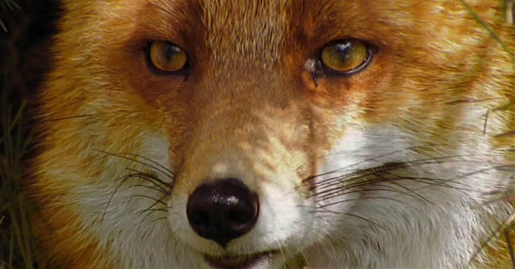 renard-voiture-villers-nancy