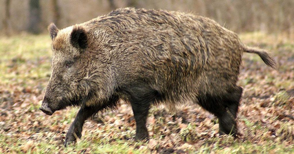 sanglier-vide-greniers-vosges