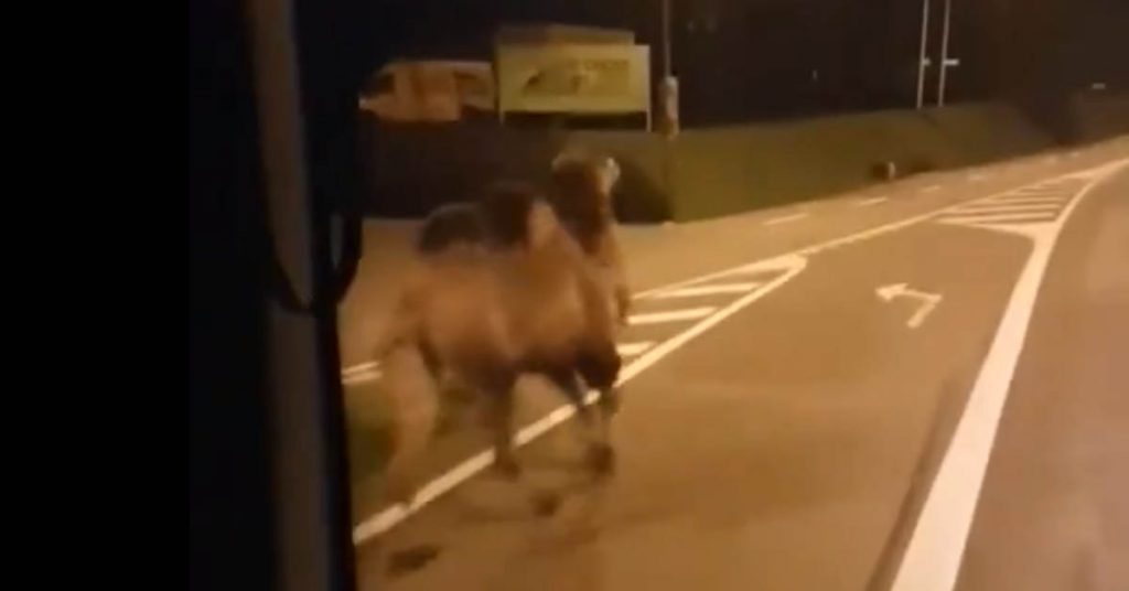 chameau-pont-a-mousson