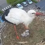 Un nid de cigognes filmé 24h/24 par la webcam de la mairie de Sarralbe (57)