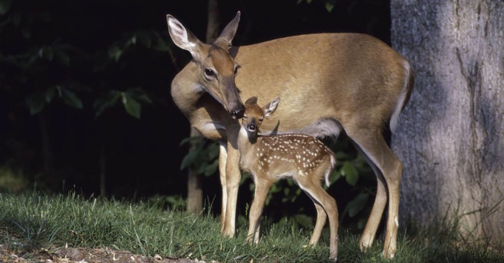 biche-sauve-son-petit-qui-a-peur