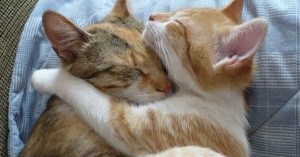 maison-pour-chats-errants-pas-de-calais