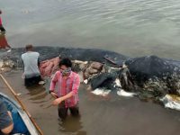 6 kg de plastique trouvé dans le ventre d’un cachalot mort