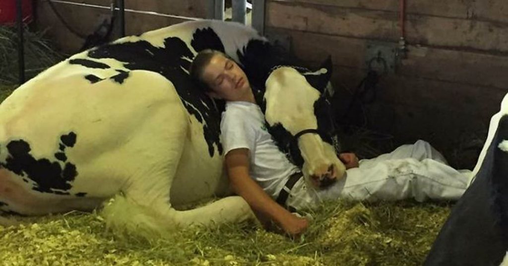 garcon-vache-dormir-concours-buzz
