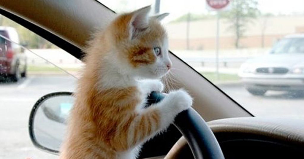 chat-blablacar