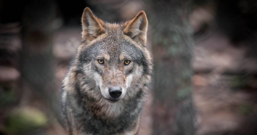 loup-var-abattu