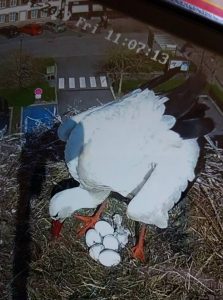 cigogne-sarralbe-2019-naissance