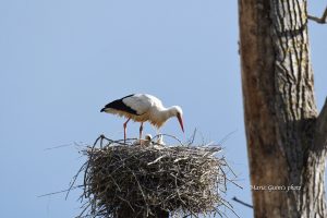 cigogne-garche-moselle