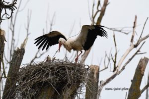 cigogne-garche-moselle-lorraine