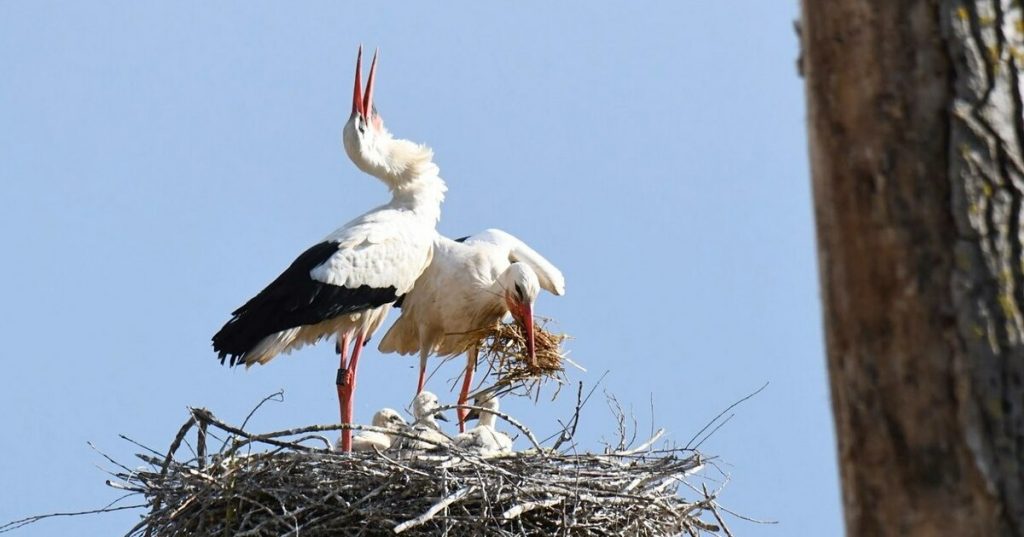 cigogne-garche-moselle-naissance