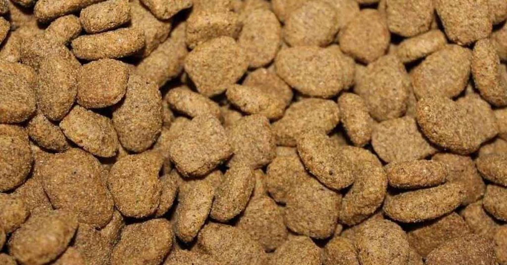 croquette-autoroute-accident