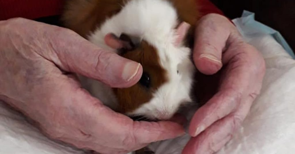 ehpad-zootherapie-vosges-plombiere
