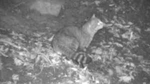 chat-renard-nuit