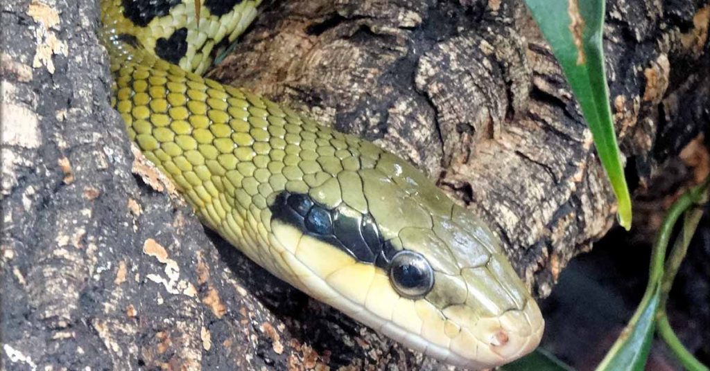 serpent-magasin-bricolage-alsace