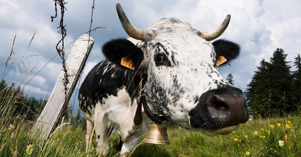 vache-bruyante-amende-8000-euros