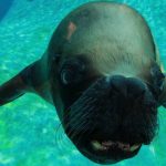 Watson, l’otarie du zoo d’Amnéville, nous a quitté