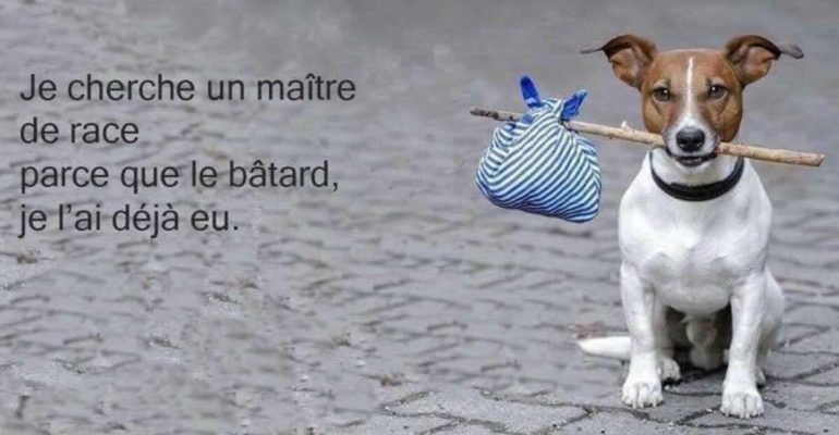 Déjà 8 053 animaux abandonnés depuis le début de l’été