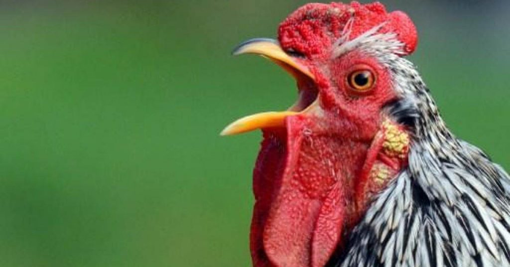 coco-le-coq-interdit-de-chanter