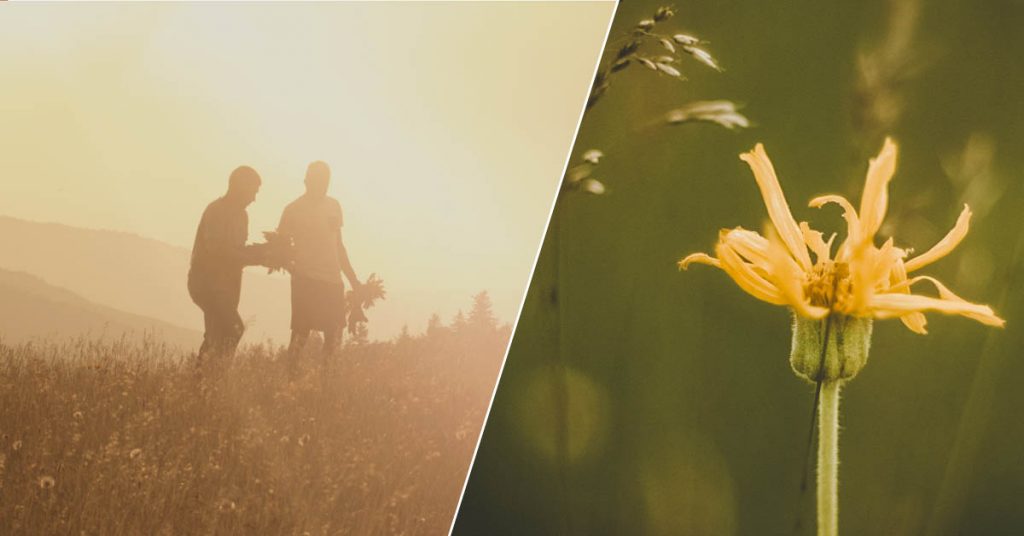 cueillette-arnica-vosges