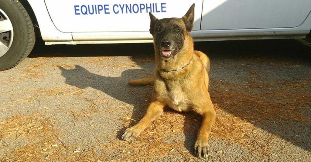 gibson-chien-gendarme-sauve-femme-suicide-herault
