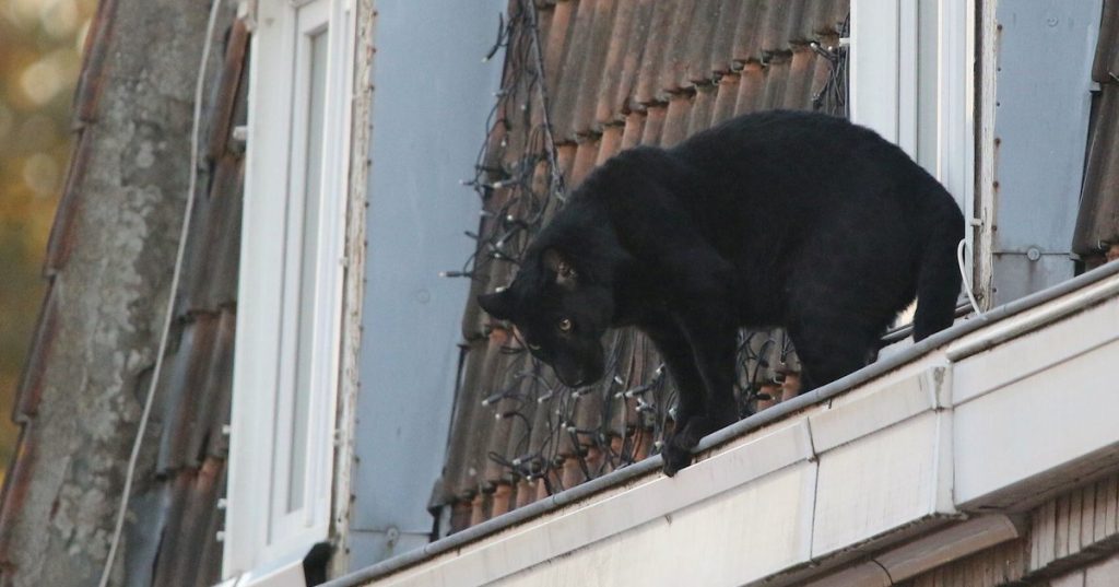 panthere-noire-balade-toits-Armentieres