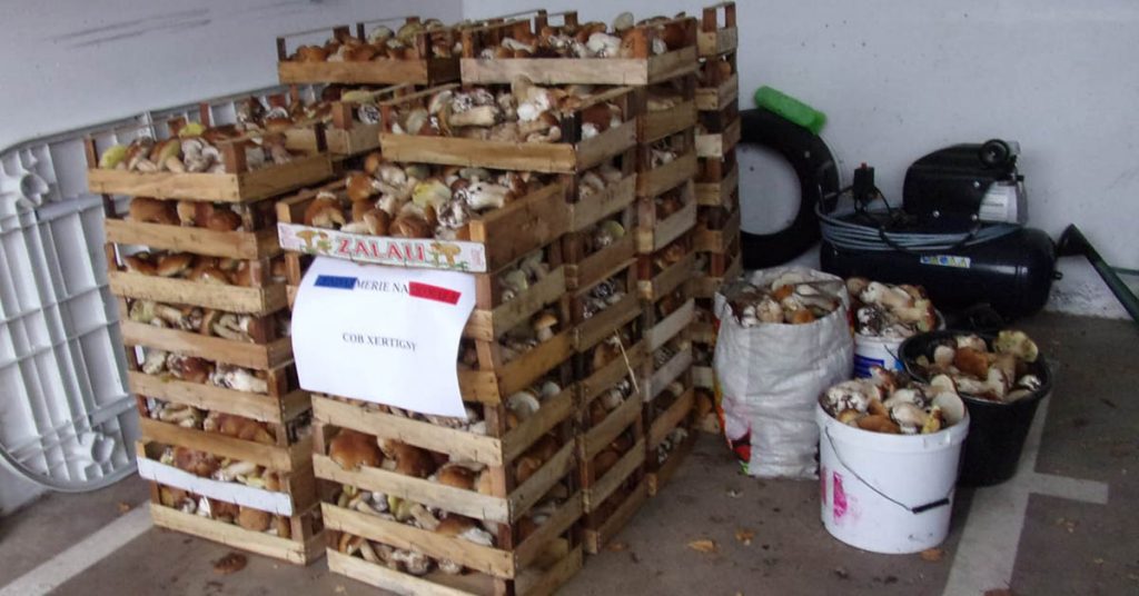 400-kilos-champignon-amende-confiscation-gendarmerie-vosges
