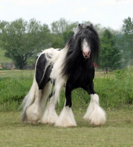 chevaux-rares-10-races-facebook-lelorrainfr
