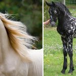 10 races de chevaux parmis les plus rares du Monde