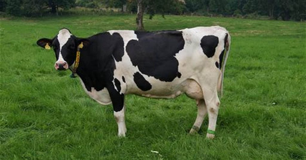 8000-euros-amendes-odeurs-vaches
