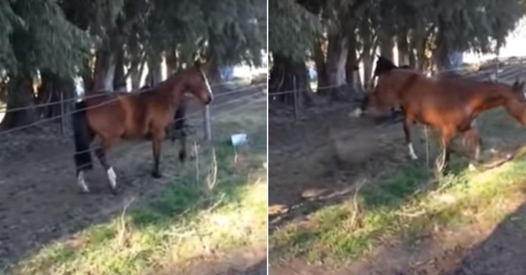 cheval-passe-cloture